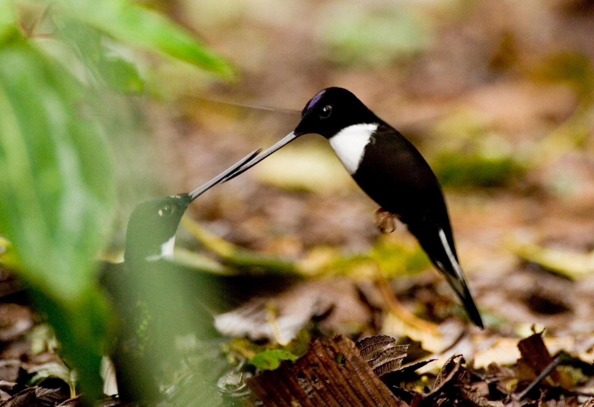 Bellavista Cloud Forest Lodge & Private Protected Area Tandayapa Exterior foto